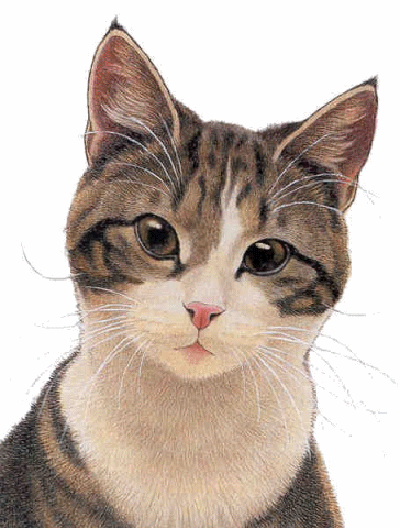 chat