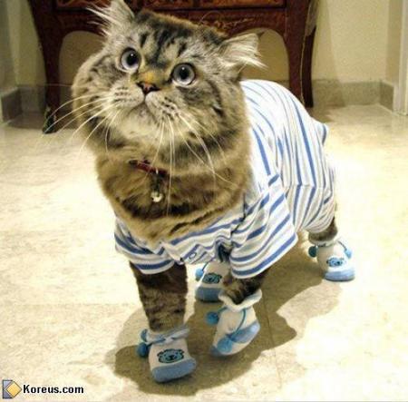 chat