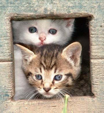 chat