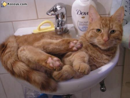 chat