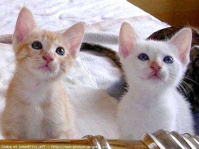 chat