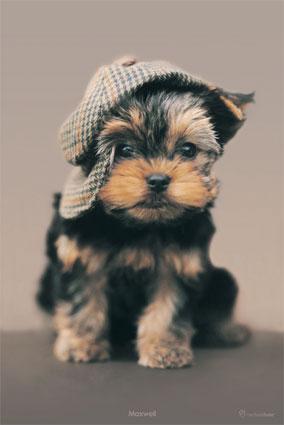 petit chien